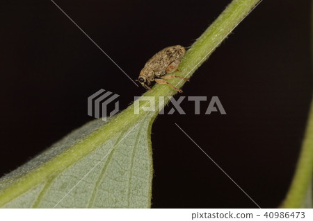 生物昆蟲Kakowa跳蚤象鼻蟲,如同名字所暗示的那樣在一條好的後腿上跳躍。它很快消失了 生物昆蟲Kakowa跳蚤象鼻蟲,如同名字所暗示的那樣在一條好的後腿上跳躍。它很快消失了 40986473