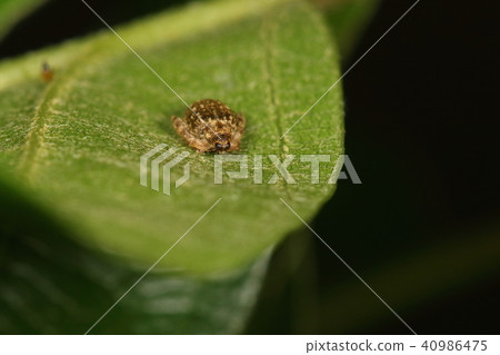 Creatures Insects Kakiwa flea weevil, commonly seen in the quail of Konara, Kakiwa, Kunugi tree at the age of young leaves 40986475