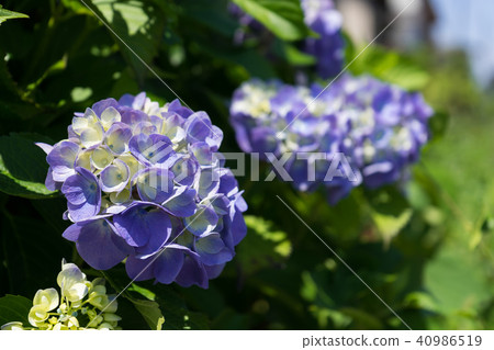 hydrangea   40986519