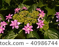 Kaku繡球花 40986744