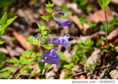  Lashawmonkazura 40986925