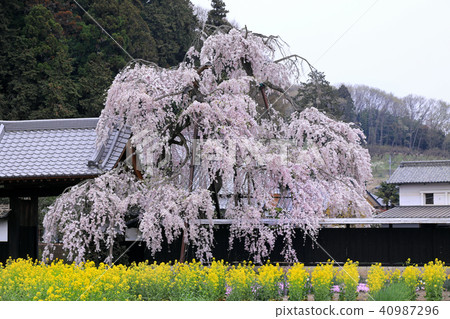 Western weeded cherry tree 01 40987296