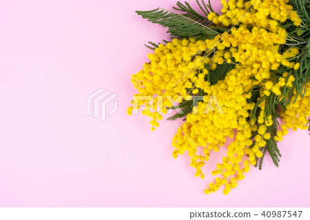 Branch with small yellow fluffy inflorescences on bright background Branch with small yellow fluffy inflorescences on bright background 40987547