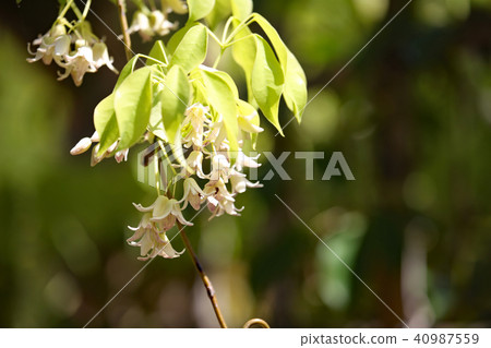 Miwa's flower 40987559