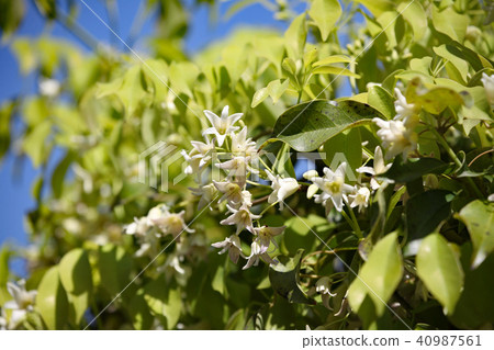 Miwa's flower 40987561