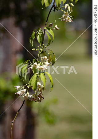 Miwa's flower 40987563