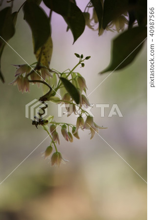 Miwa的花 40987566