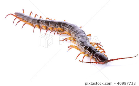 centipede isolated on white background 40987738