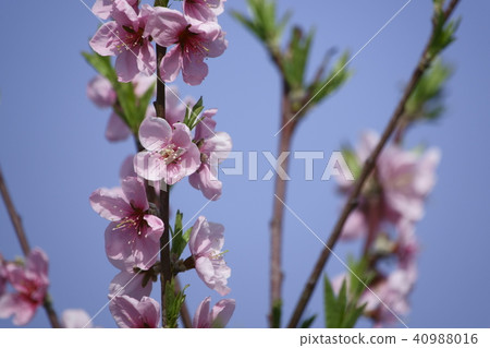 Okayama Yume Hakuro peach ~ flowers ~ Okayama Yume Hakuro peach ~ flowers ~ 40988016