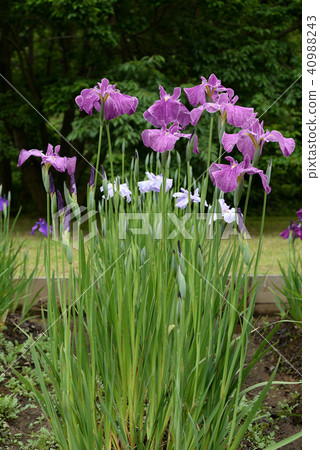 Iris 70 Iris 70 40988243
