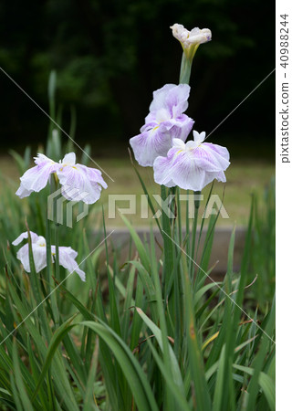Iris 71 Iris 71 40988244