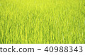 close up rice seedling 40988343