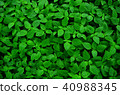 green leaf background and wallpaper 40988345