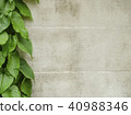 green leaf with white wall 40988346