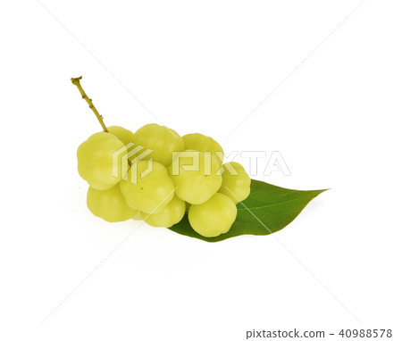 star gooseberry on white background 40988578