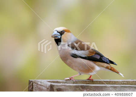 Shime Shime 40988607