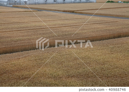 麥田5月下旬 麥田5月下旬 40988746