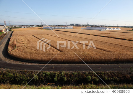 Wheat field late May 40988903