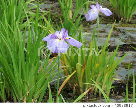 鳶尾花 鳶尾花 40988917