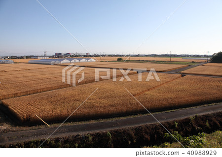 麥田5月下旬 麥田5月下旬 40988929