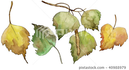Leaves Birch. Leaf plant botanical garden floral foliage. Leaves Birch. Leaf plant botanical garden floral foliage. 40988979