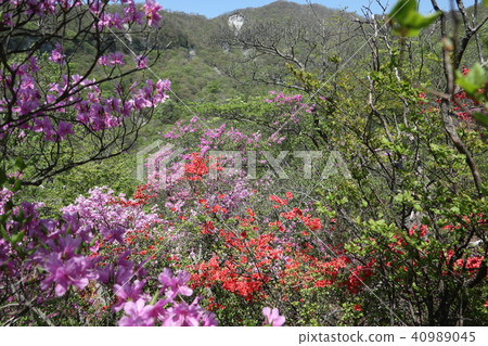 赤城山杜鵑花的峰辣椒和竹筍，2018年5月5日 40989045