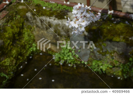 Sason Sakurada 40989466