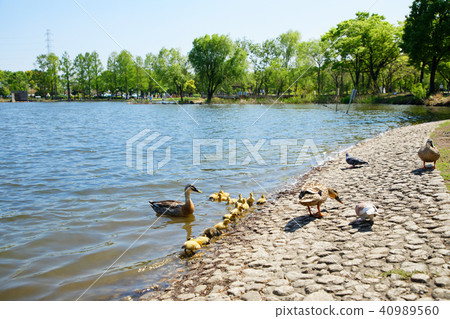 Parent and child of the carp gadget in the pond of the Temple Park Parent and child of the carp gadget in the pond of the Temple Park 40989560