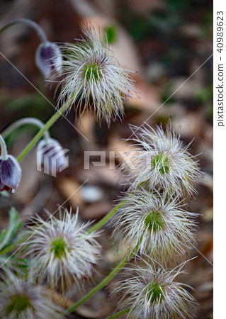 Okinagusa Okinagusa 40989623