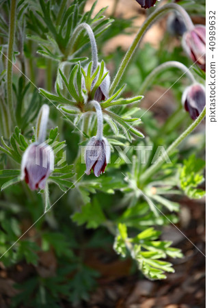 Okinagusa Okinagusa 40989632