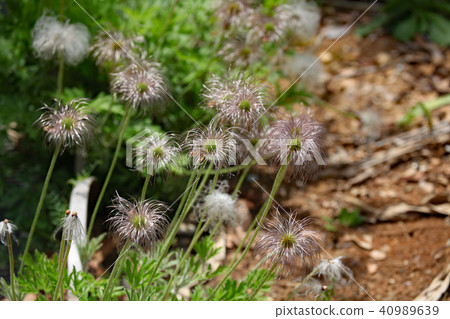 Okinagusa Okinagusa 40989639