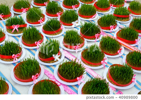 Greenery Sabze for Haft-Seen 40989800