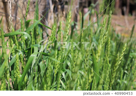 Bread wheat 40990453