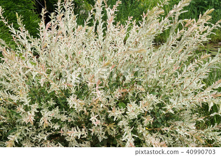 杞柳 杞柳 40990703