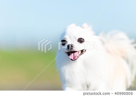 Blue sky and Chihuahuas 5 40990808