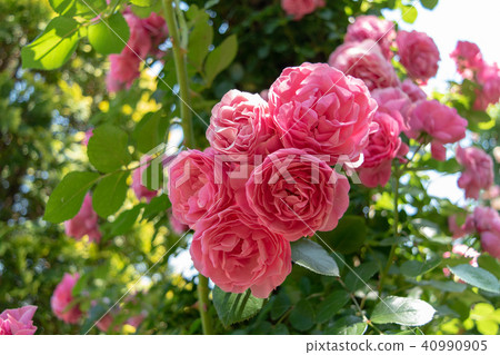 Leonardo da Vinci (rose) Leonardo da Vinci (rose) 40990905