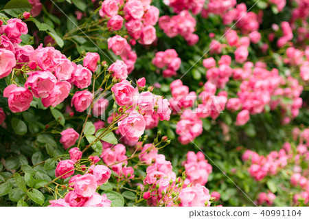 羅斯(安吉拉) 羅斯(安吉拉) 40991104