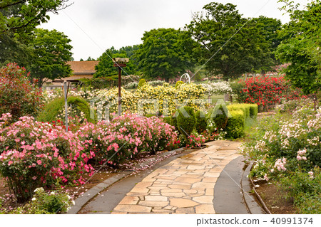 Heidi's village rose exhibition Heidi's village rose exhibition 40991374