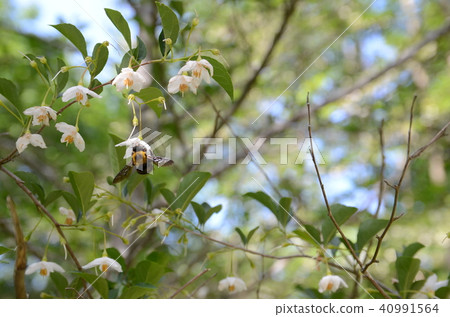 收集花蜜的蜂 收集花蜜的蜂 40991564