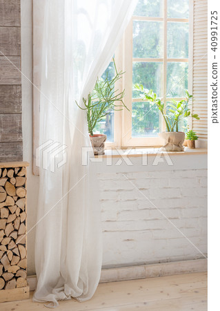 Green cactus, succulents on the windowsill  40991725