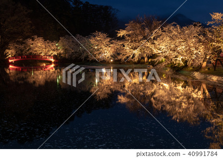 垂涎的雨櫻花 40991784