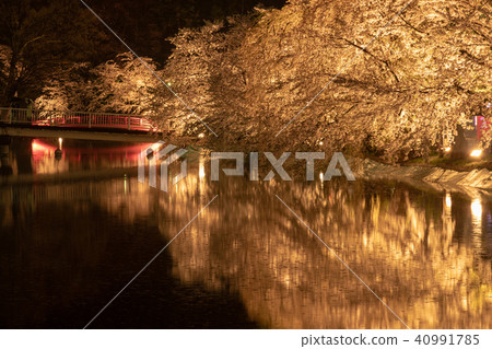 哭泣的櫻花和臥龍橋 40991785