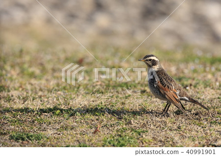 Thrush Thrush 40991901