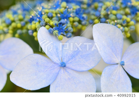 Hydrangea Hydrangea 40992015
