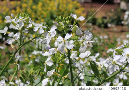 蘿蔔花的光芒 40992418
