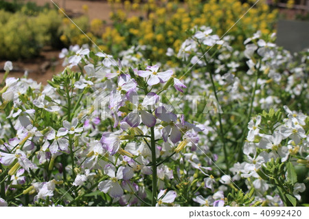 Radiance of radish flower Radiance of radish flower 40992420
