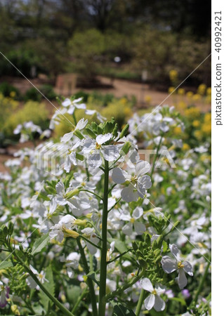 Radiance of radish flower Radiance of radish flower 40992421