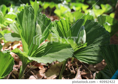 Bud of the bear Bud of the bear 40992422