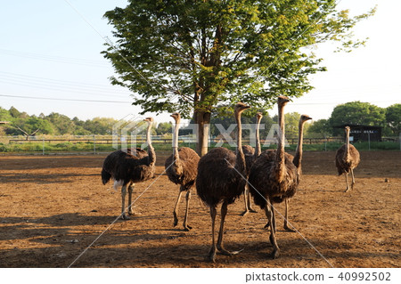 Ostrich Kingdom Ishioka City 40992502