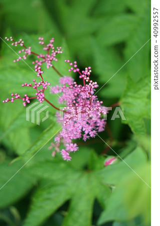 Kyoko Kyoko 40992557